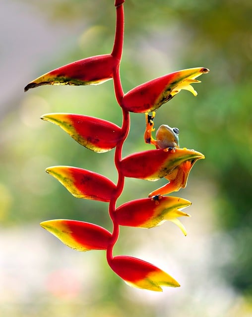 heliconia-8599119_640